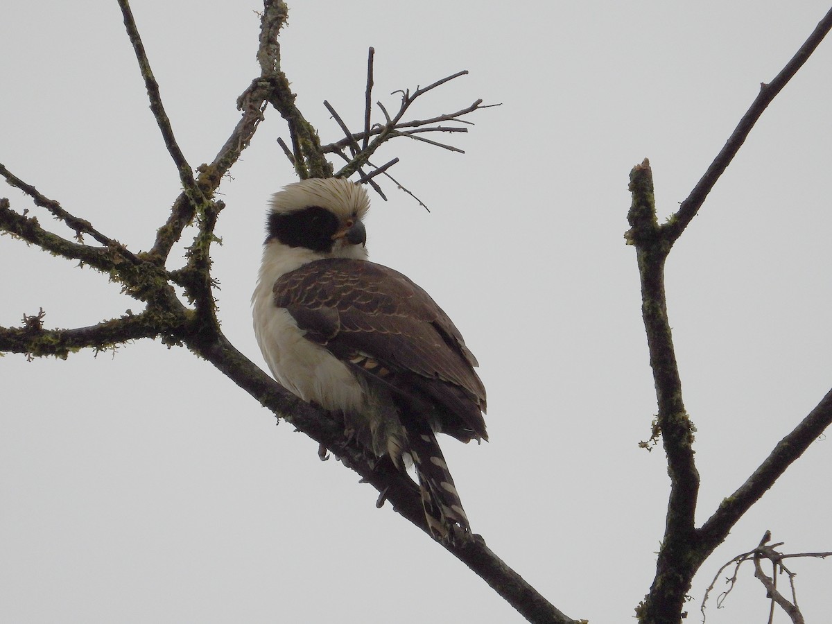 Laughing Falcon - ML633196573