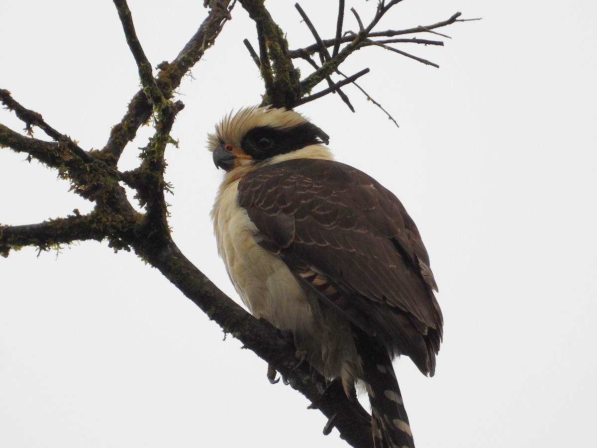Laughing Falcon - ML633196576