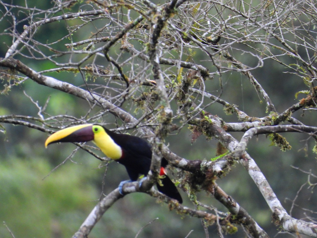 Yellow-throated Toucan - ML633196638