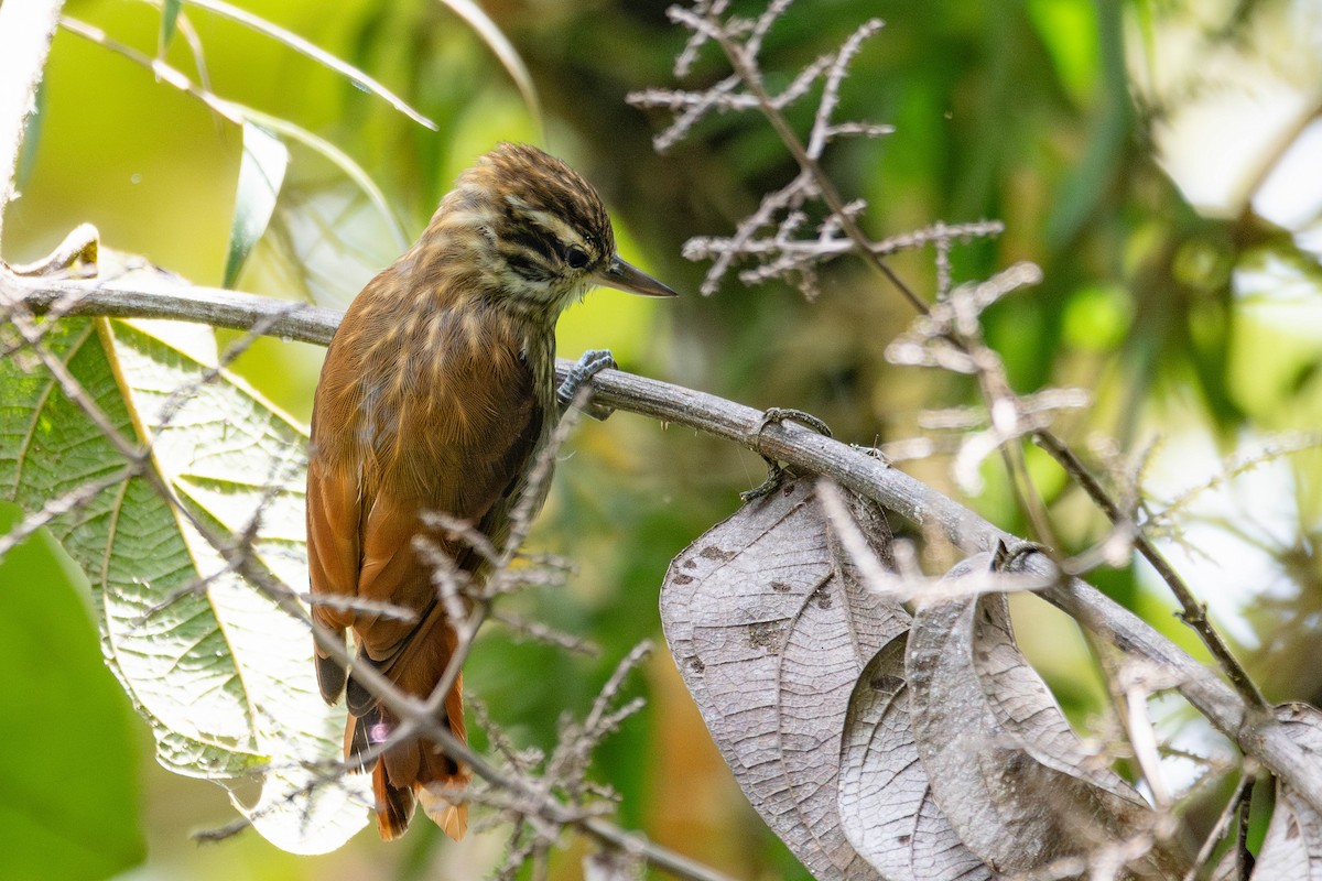Streaked Xenops - ML633196643