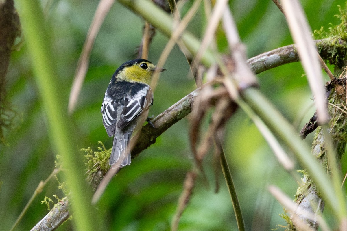 Barred Becard - ML633196653