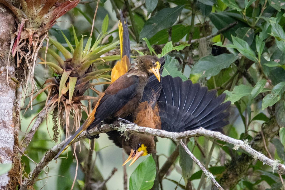 Russet-backed Oropendola - ML633196664
