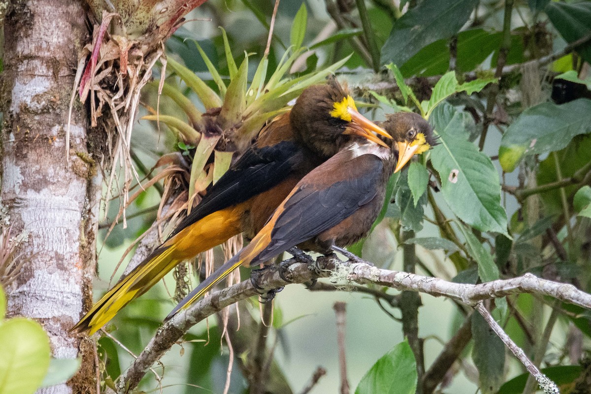 Russet-backed Oropendola - ML633196665