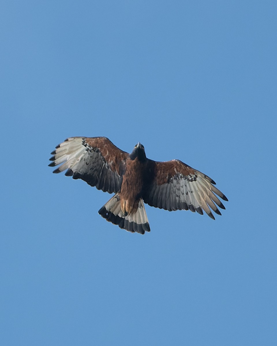 Black-and-chestnut Eagle - ML633196690