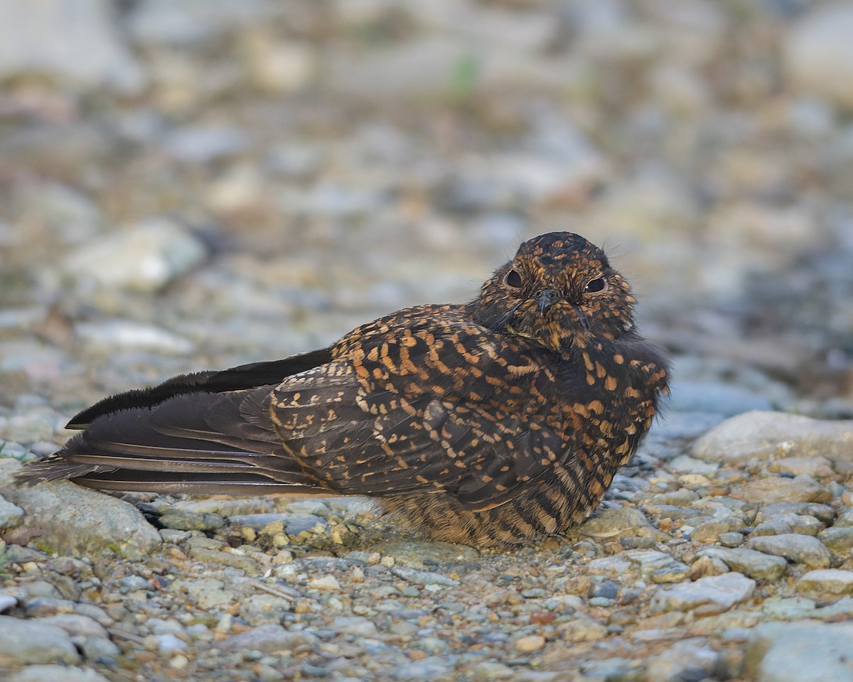 Swallow-tailed Nightjar - ML633196703