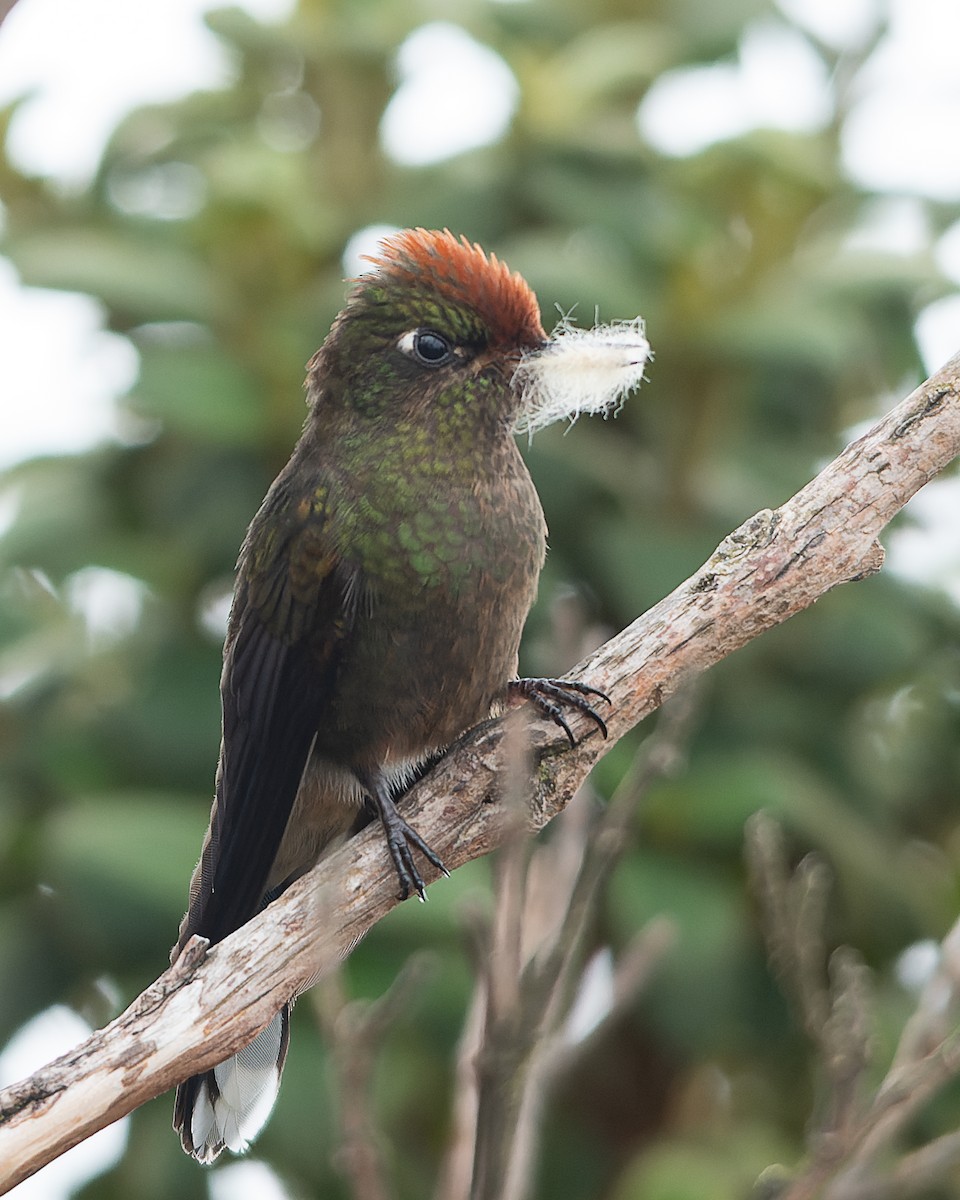 Rainbow-bearded Thornbill - ML633196722