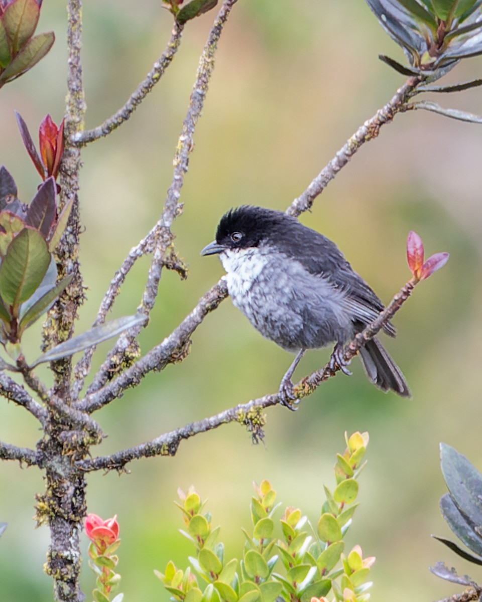 Black-backed Bush Tanager - ML633196750