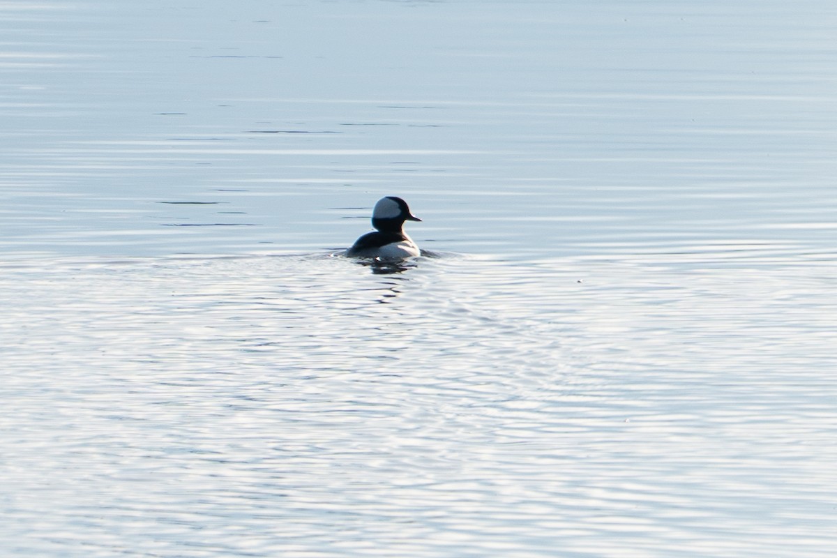 Bufflehead - ML633196828