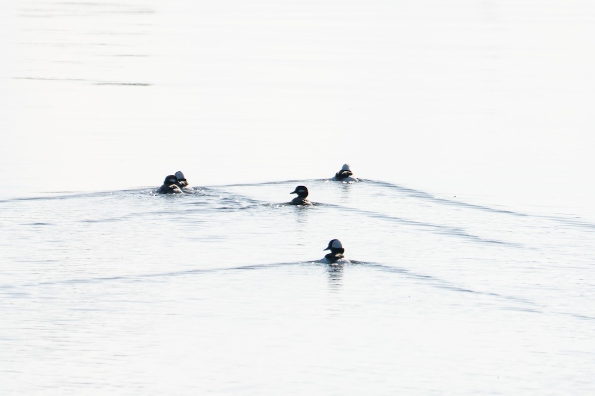 Bufflehead - ML633196829