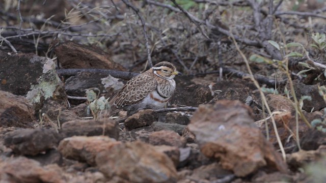 Three-banded Courser - ML633196883