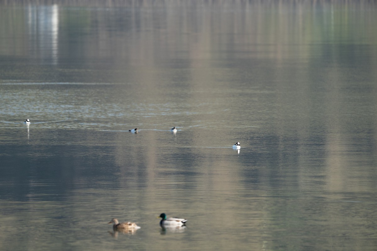 Bufflehead - ML633196912