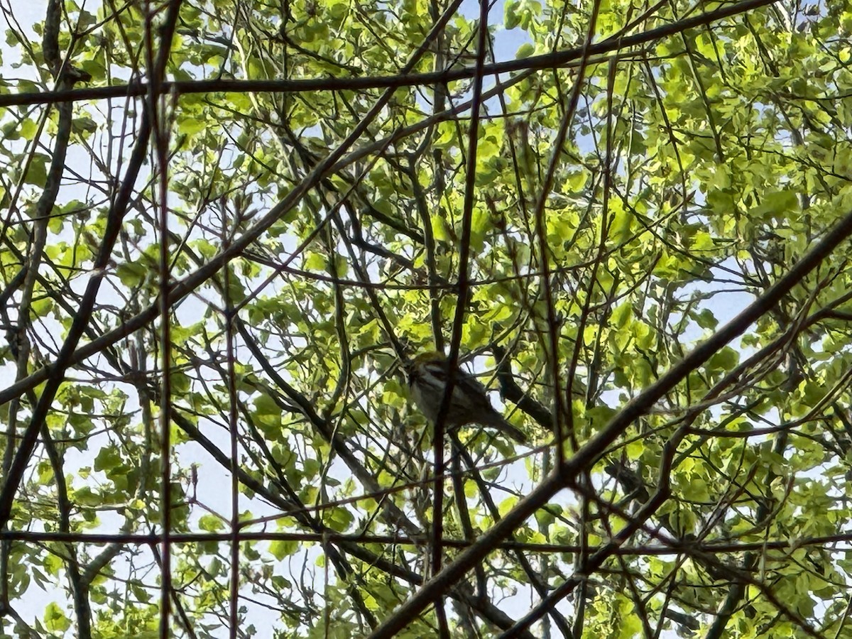 Black-throated Green Warbler - ML633196977