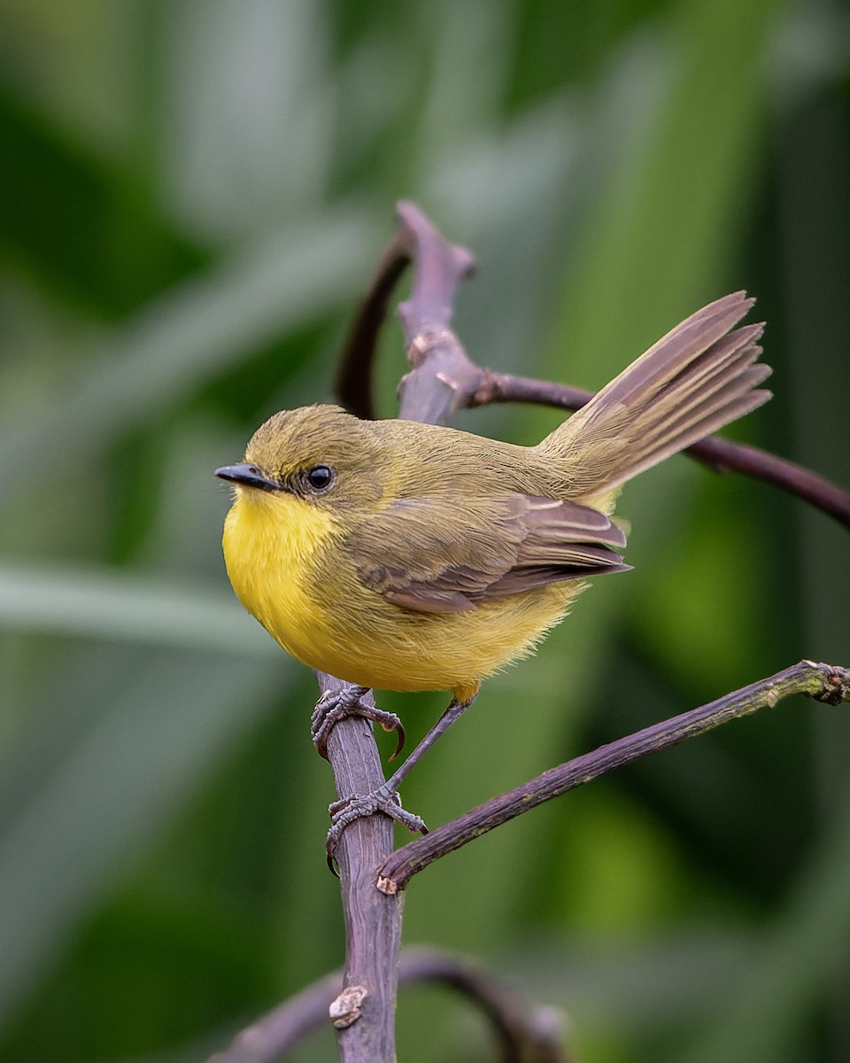 Subtropical Doradito - ML633197001