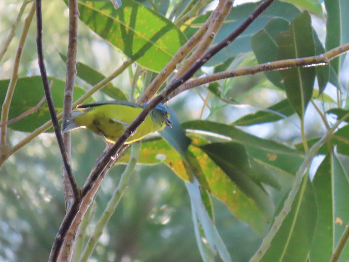 Puerto Rican Euphonia - ML633197031