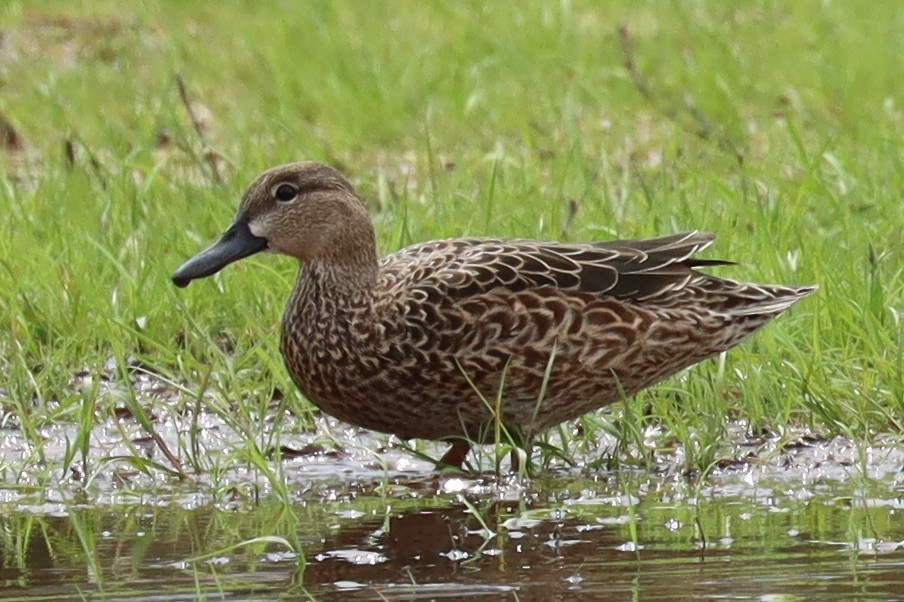 Blue-winged Teal - ML633197179