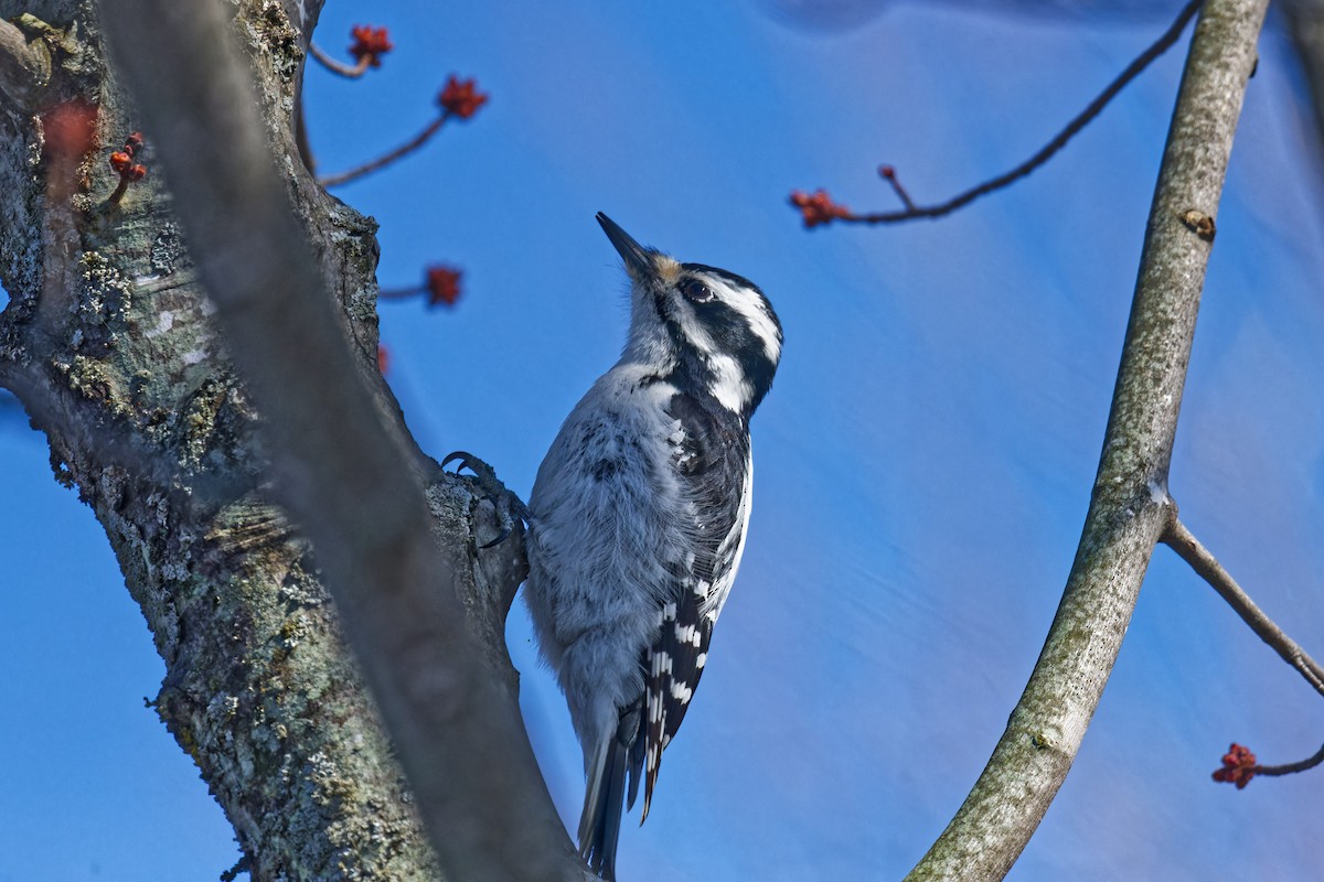 Hairy Woodpecker - ML633197312