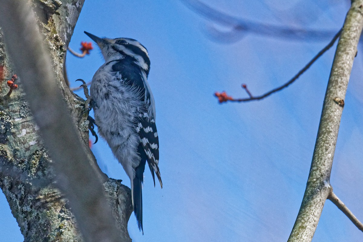 Hairy Woodpecker - ML633197313