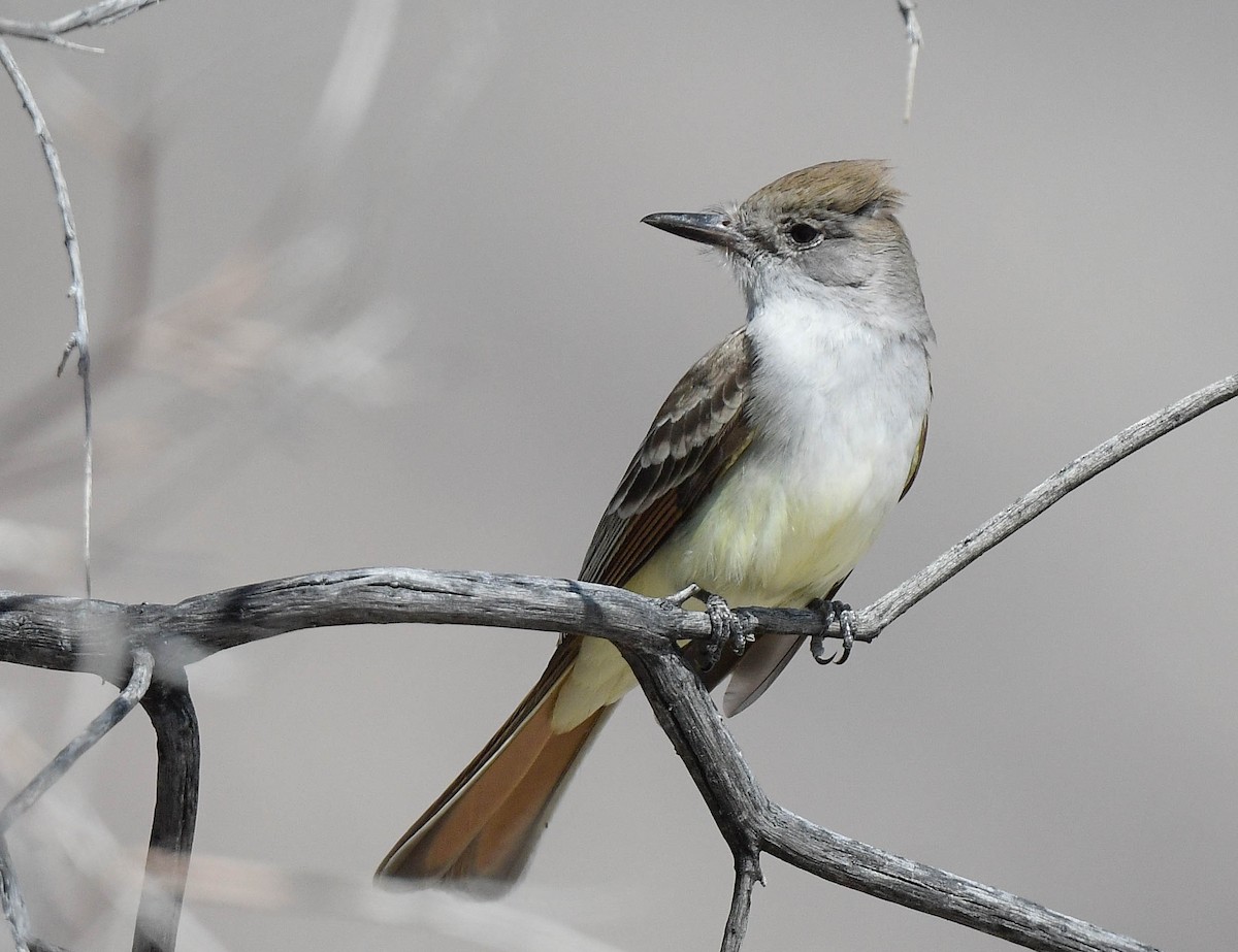 Ash-throated Flycatcher - ML633197349