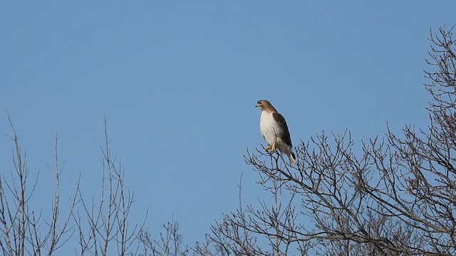 Buse à queue rousse (borealis) - ML633197518