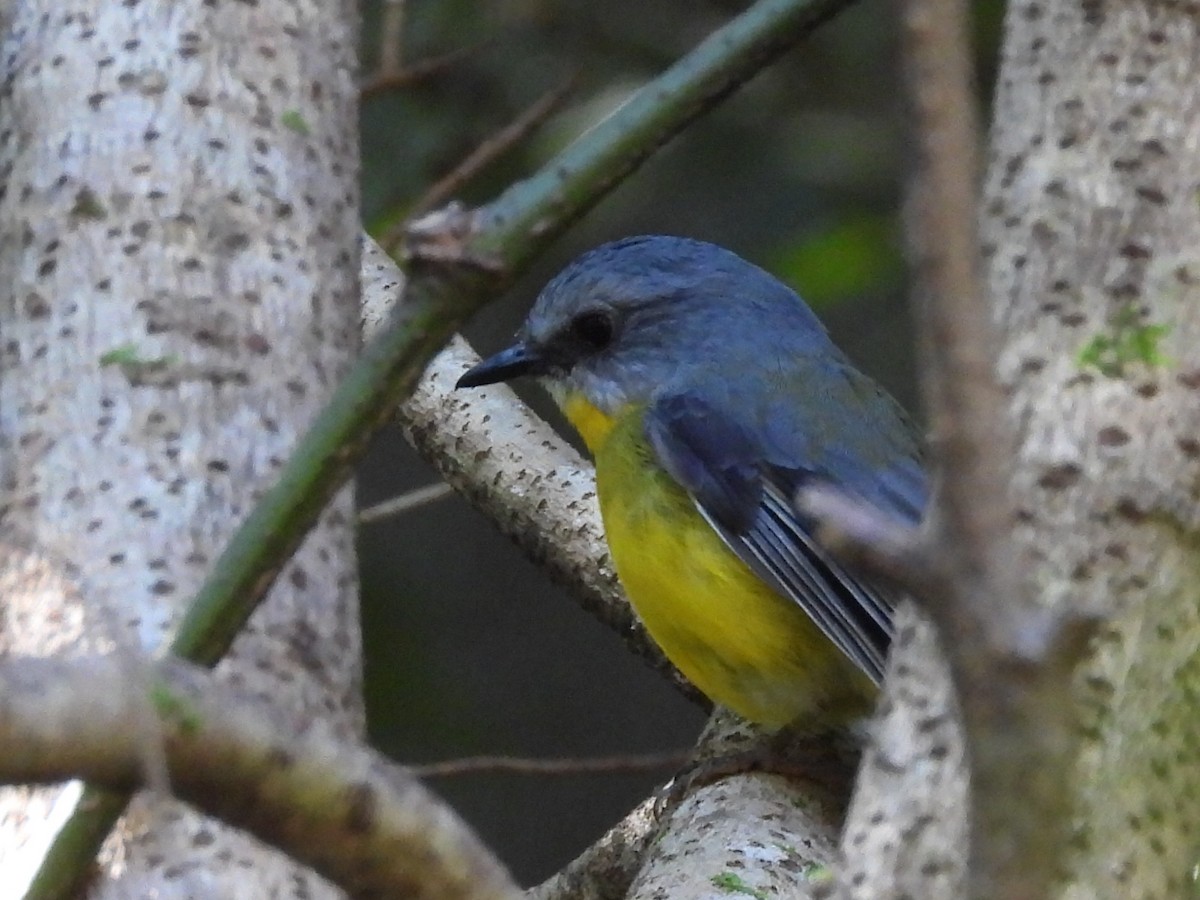 Eastern Yellow Robin - ML633197581
