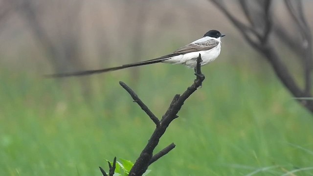 ズグロエンビタイランチョウ - ML633197589