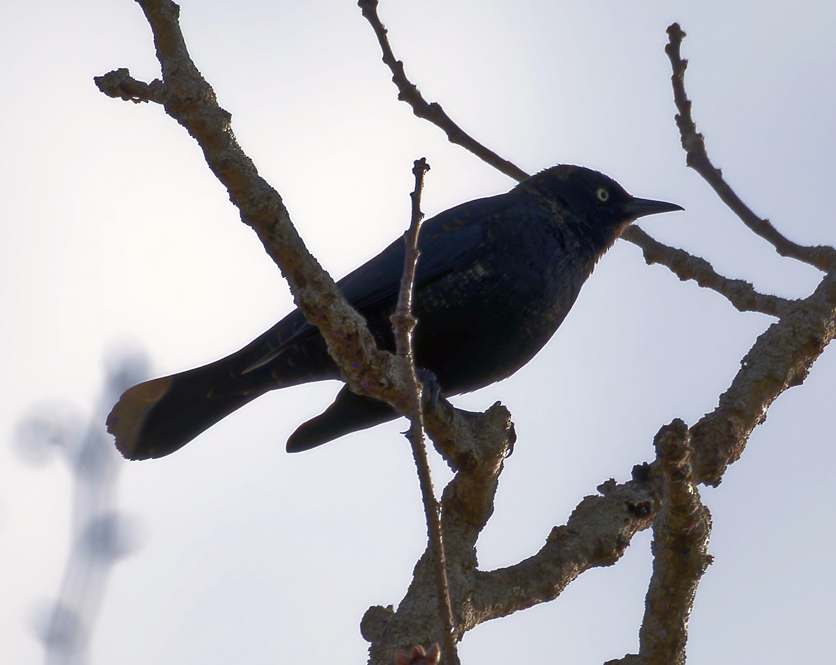 Rusty Blackbird - ML633197688