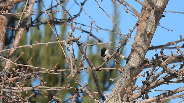 Black-capped Chickadee - ML633197752