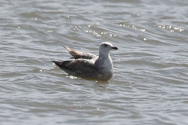 American Herring Gull - ML633197770