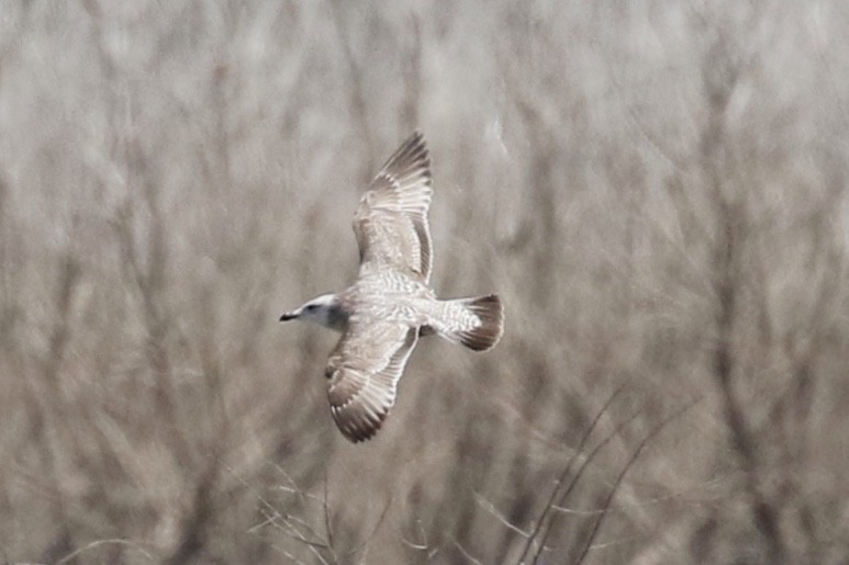 American Herring Gull - ML633197772
