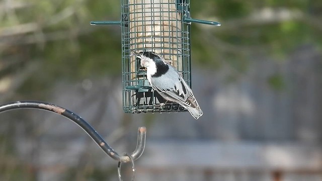 White-breasted Nuthatch (Eastern) - ML633197782