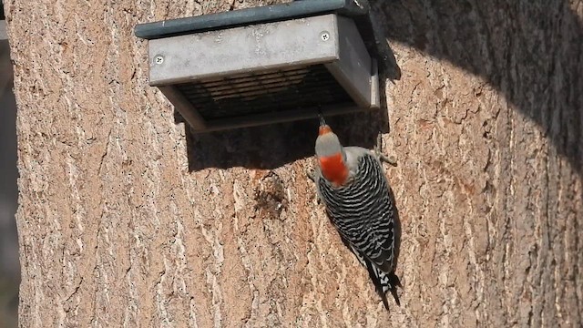 Red-bellied Woodpecker - ML633197885