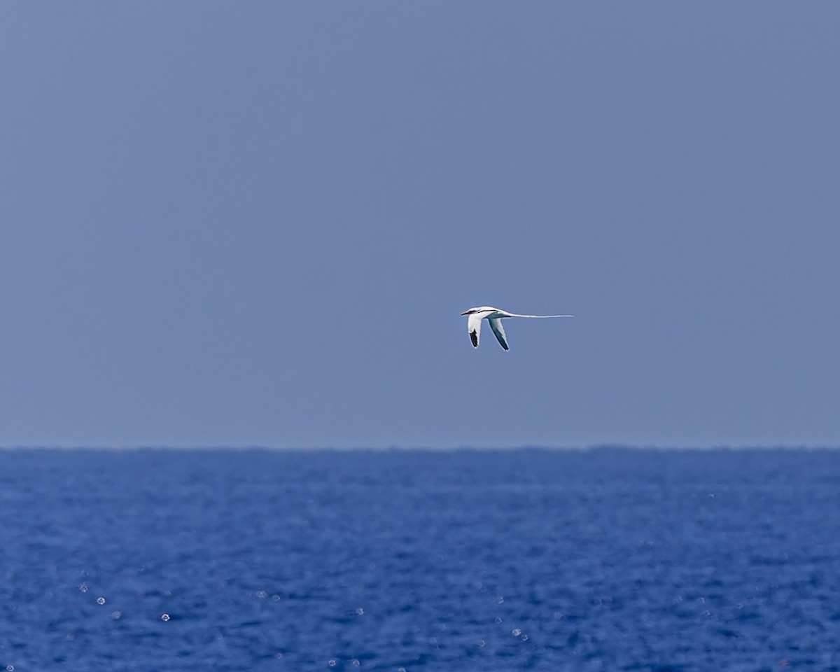 White-tailed Tropicbird - ML633197900