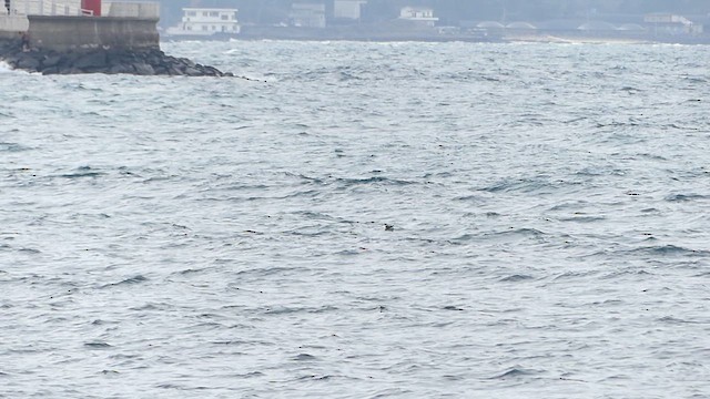 Guillemot à cou blanc - ML633197949