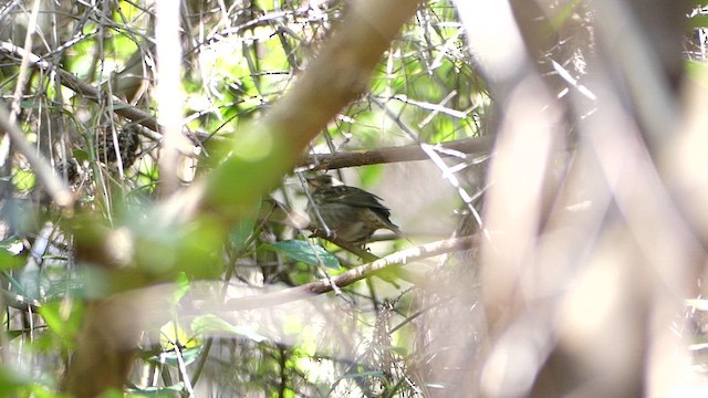 Gray Bunting - ML633197996