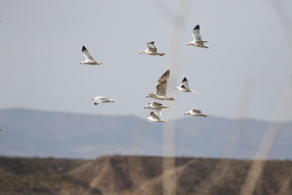California Gull - ML633198145