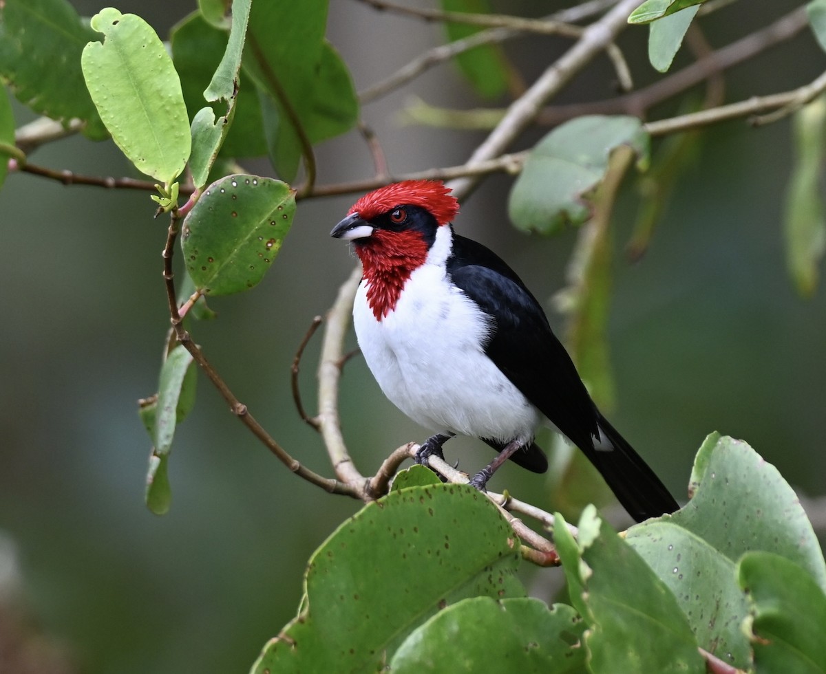 Masked Cardinal - ML633198147