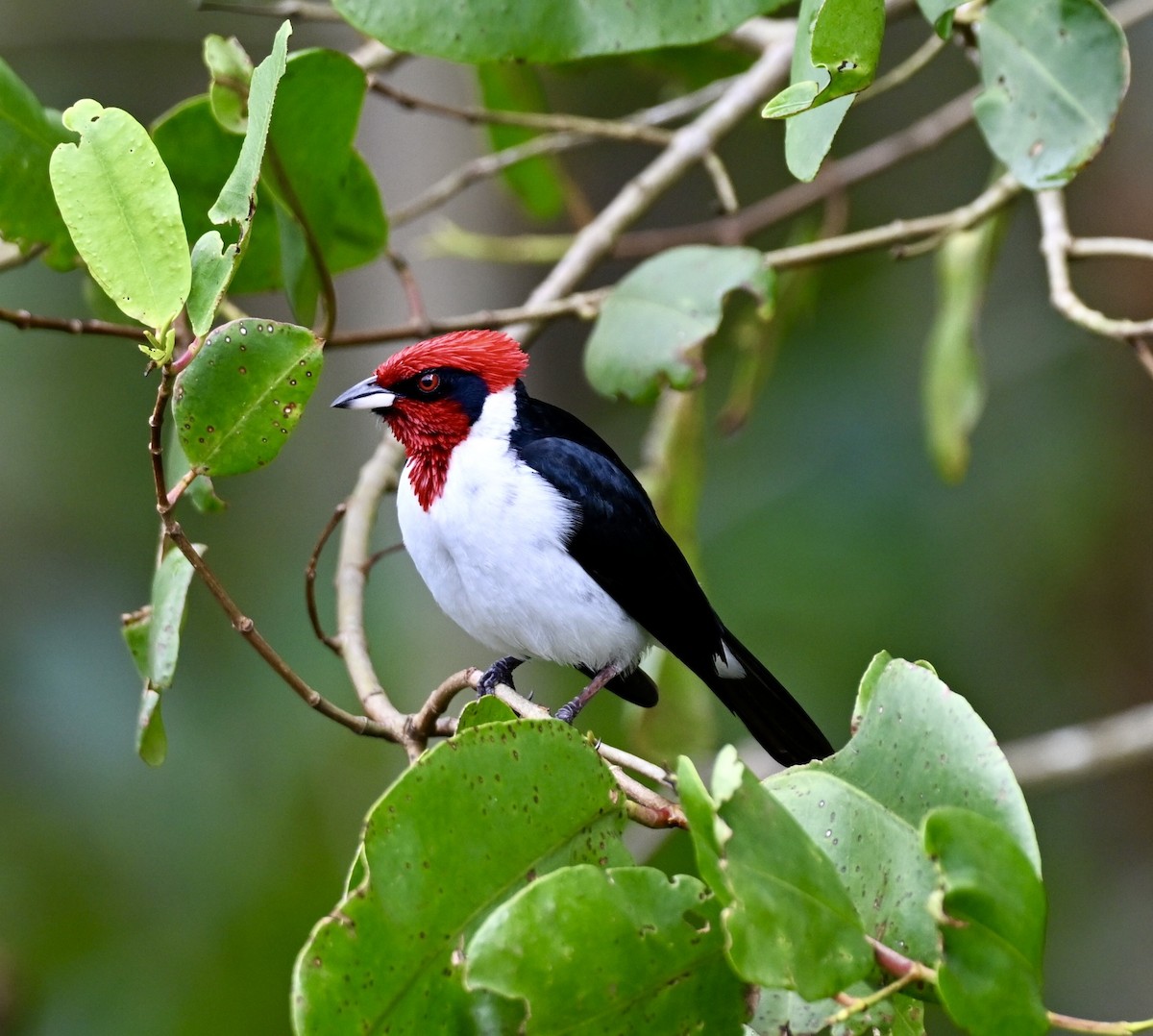Masked Cardinal - ML633198148