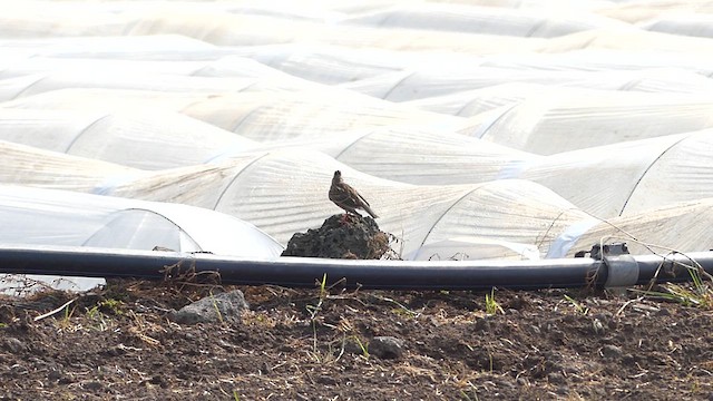 Eurasian Skylark - ML633198171