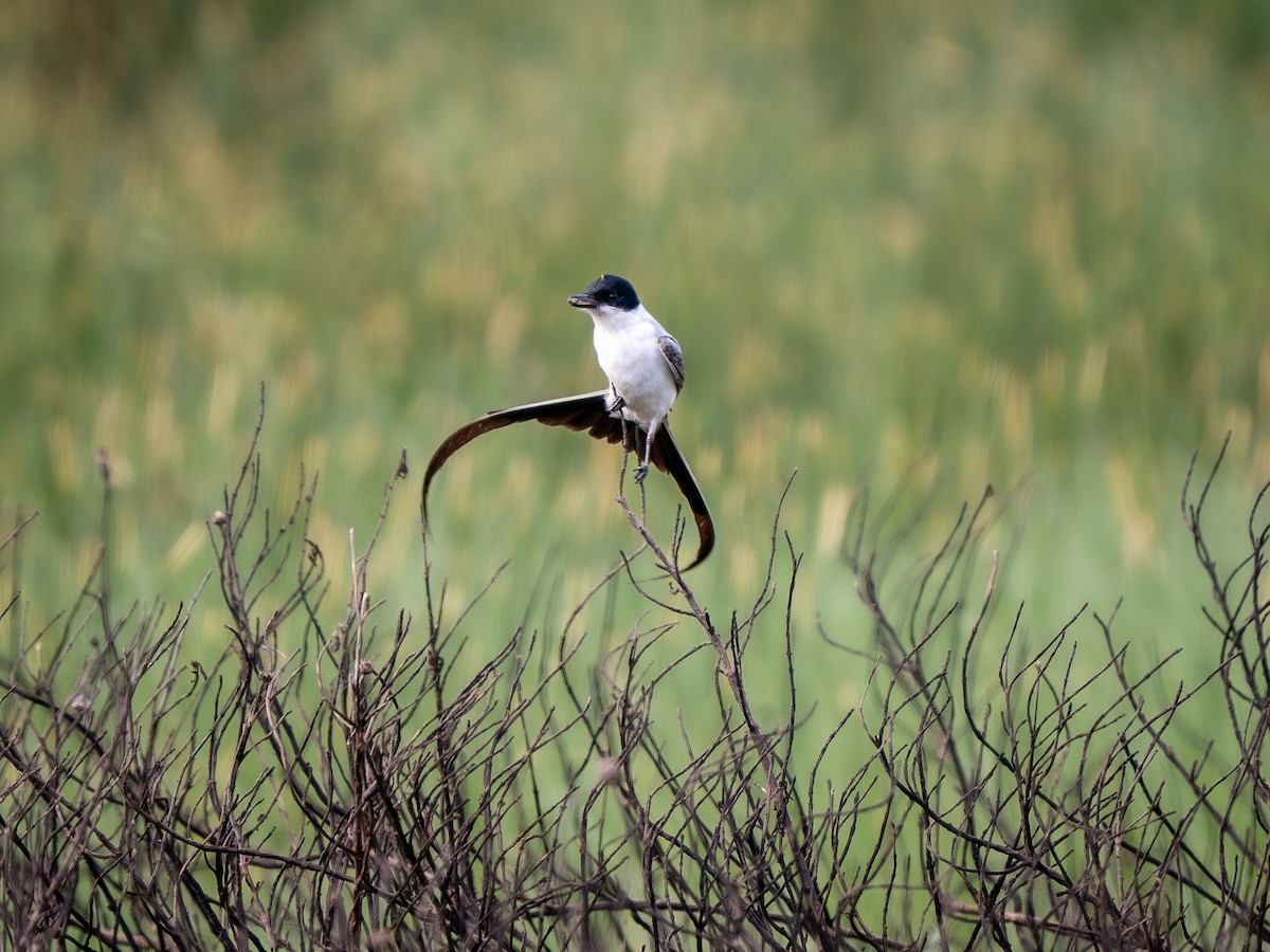 Fork-tailed Flycatcher - ML633198491