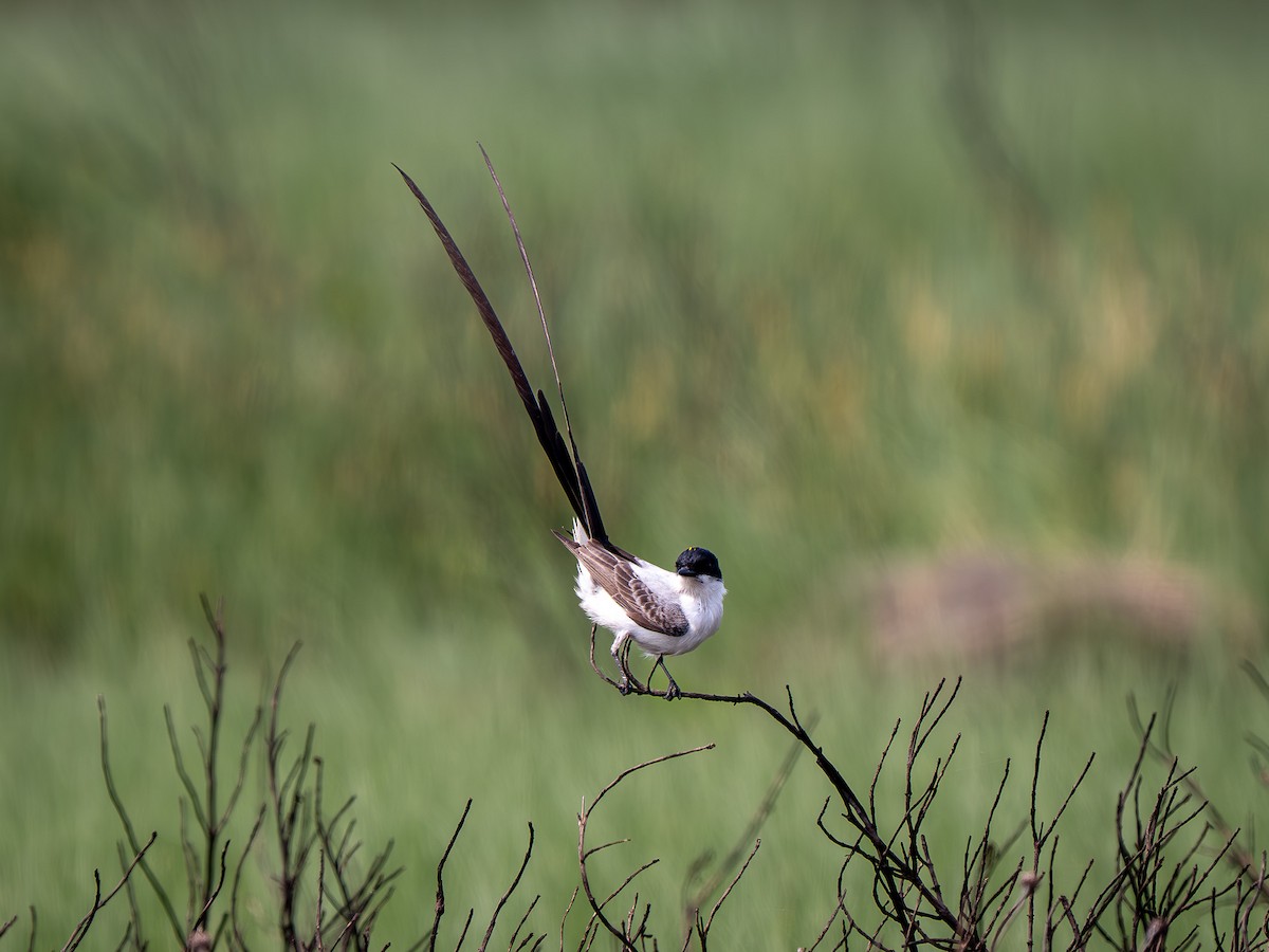 Fork-tailed Flycatcher - ML633198492