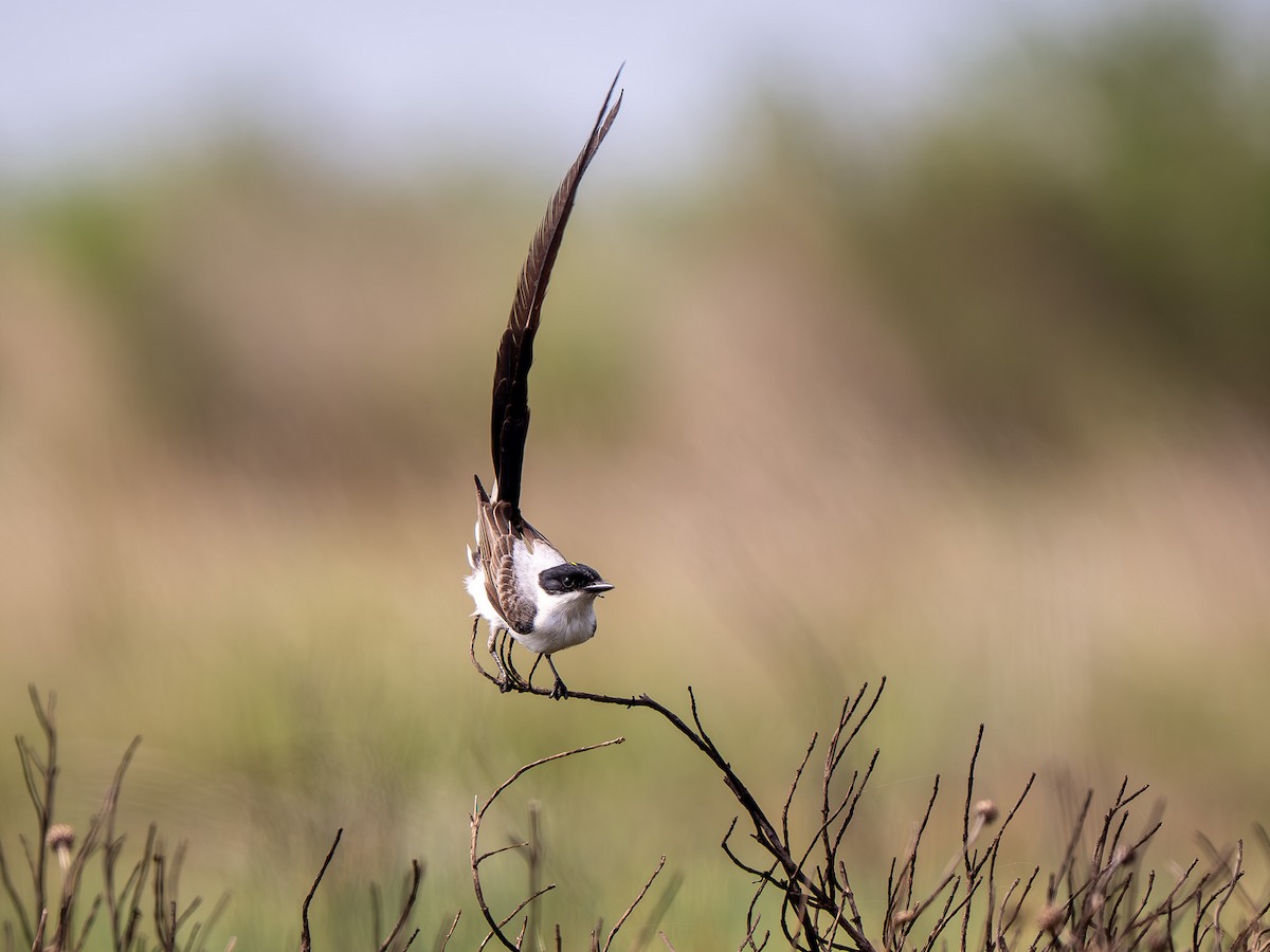 Fork-tailed Flycatcher - ML633198493