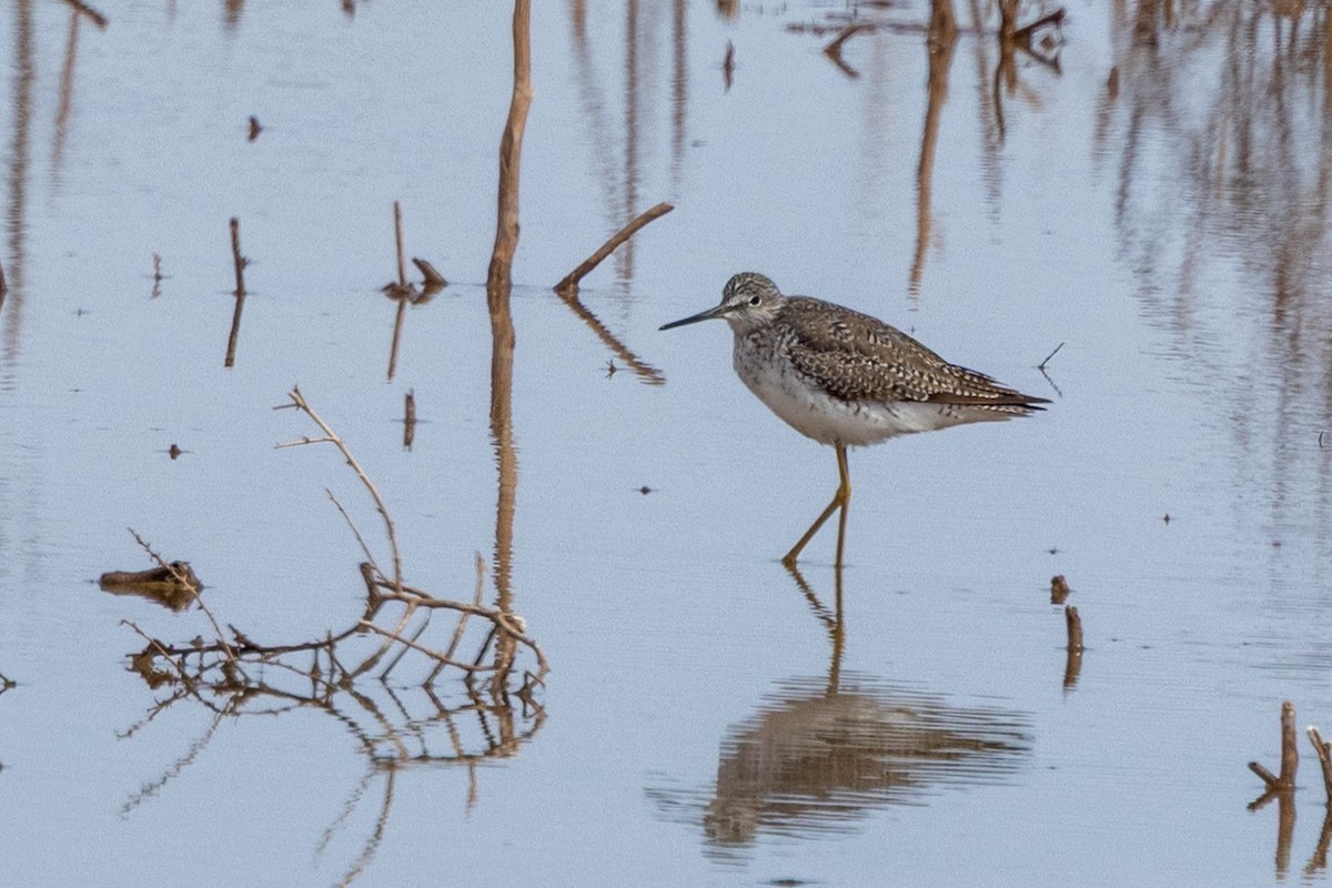 Greater Yellowlegs - ML633198525