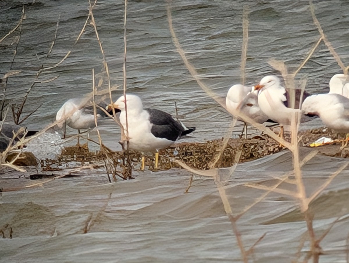 Lesser Black-backed Gull - ML633198553