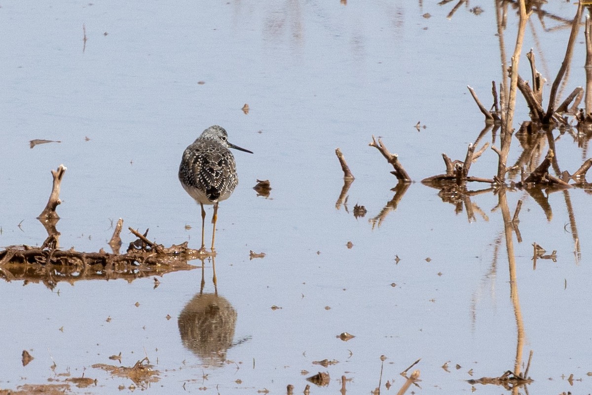 Greater Yellowlegs - ML633198557