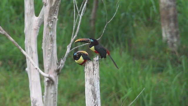 Chestnut-eared Aracari - ML633198563