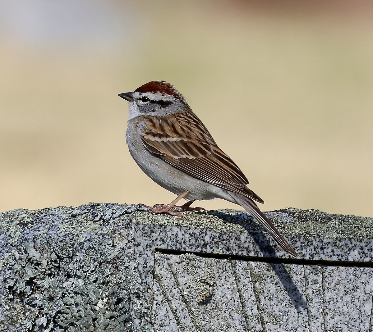 Chipping Sparrow - ML633198604