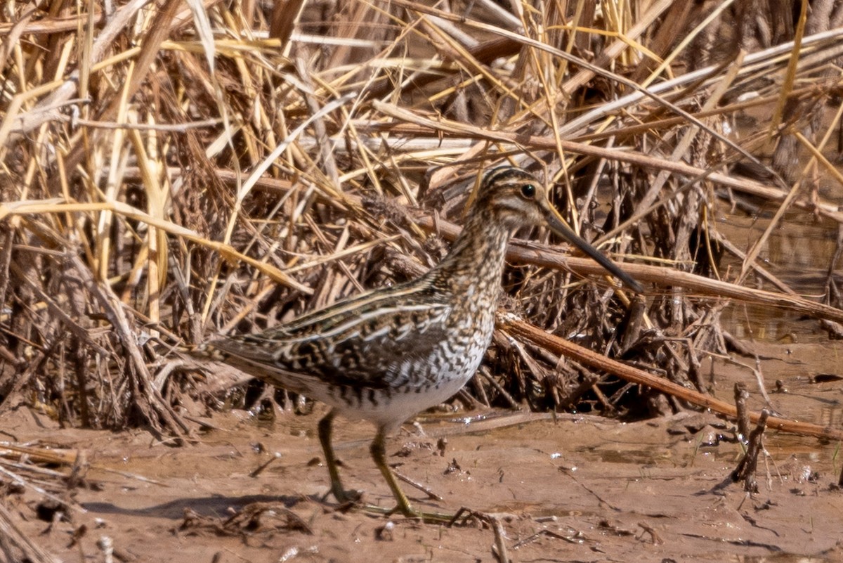 Wilson's Snipe - ML633198674