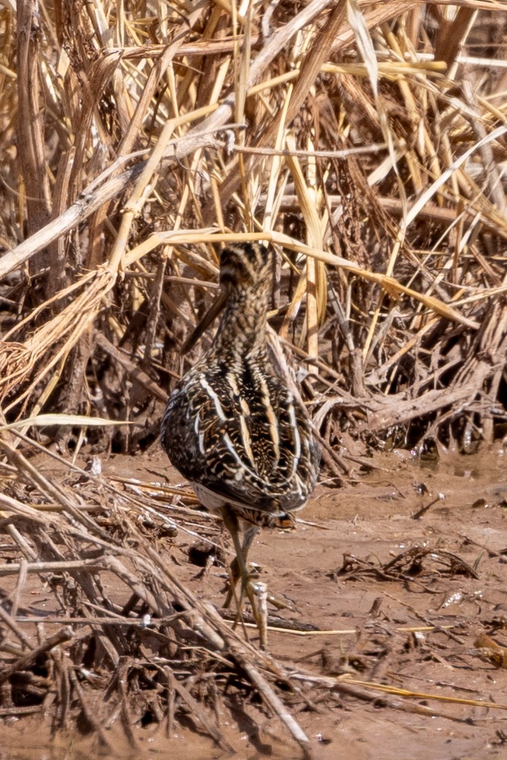 Wilson's Snipe - ML633198675