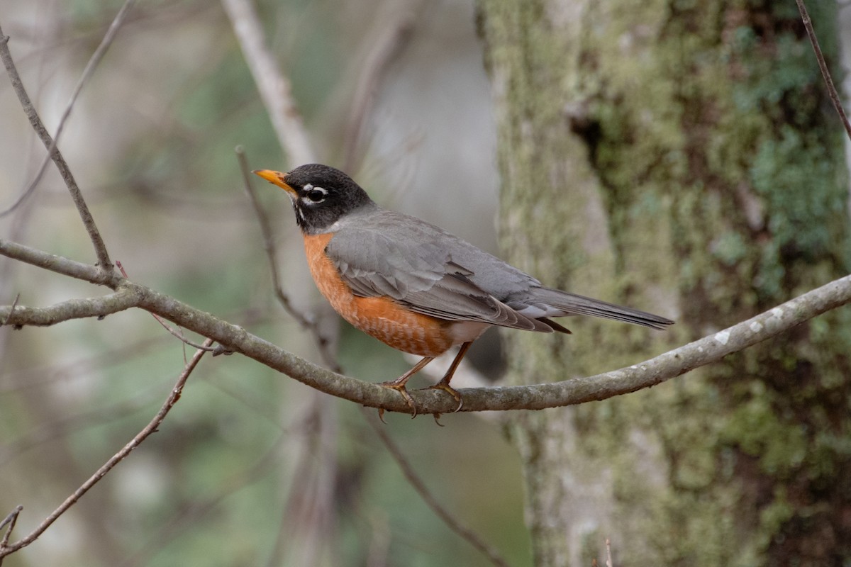 American Robin - ML633198852