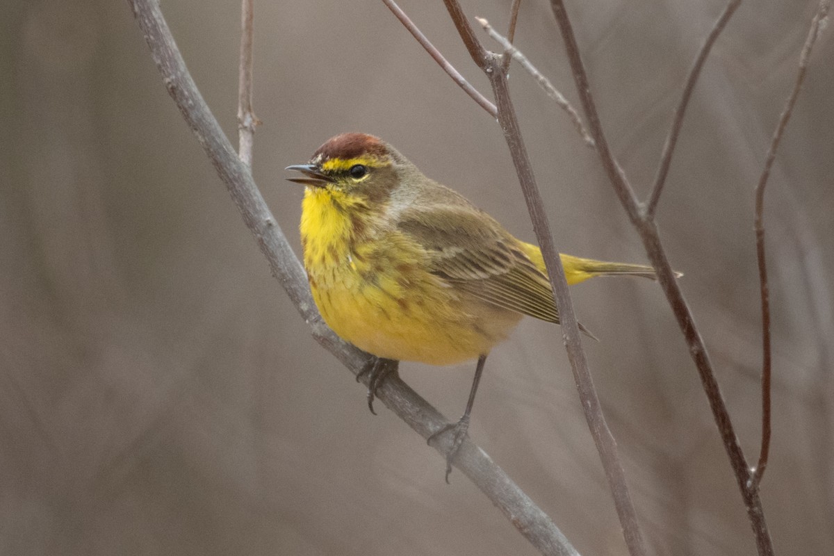 Palm Warbler - ML633198937
